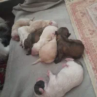 توله شیتزو|سگ|اندیمشک, |دیوار