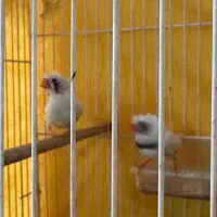 جفت فنچ لپ سیاه کاکلی(روی جوجه)