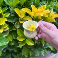 فروش انواع ماگ و فنجان به قیمت تک و عمده