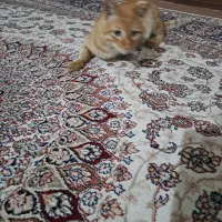 گربه زرد رنگ|گربه|مینودشت, |دیوار