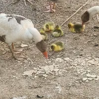 جوجه غاز