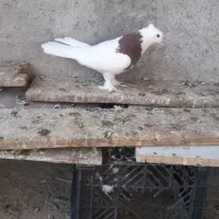 طوقی ماده معاوضه می شود با نر طوقی