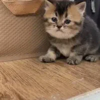 گربه آپارتمانی|گربه|شیراز, فرهنگ شهر|دیوار