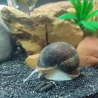 ماهی گیاهخوار|ماهی|ایذه, |دیوار