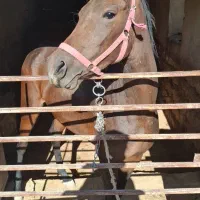 اسب مادیان  آبستن