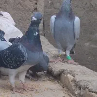 کبوتر پلاکی|پرنده|یزد, |دیوار