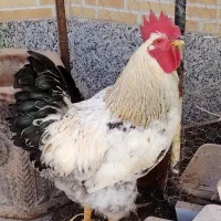 خروس|حیوانات مزرعه|مبارکه, |دیوار