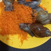 حلزون آلبینو نه سانت ۵ عدد