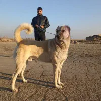 سگ سرابی نسل بز سرخاب