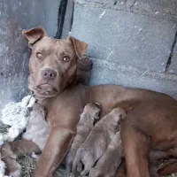 سه عدد توله ماده پیتبول امریکن نژاد دار|سگ|خلخال, |دیوار