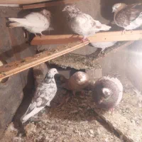 کبوتر|پرنده|خزل, |دیوار