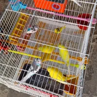 مرغ عشق|پرنده|امیدیه, |دیوار