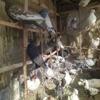 کفتر بوم تبعیدومعاوضه