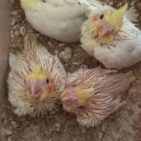 جوجه عروس هلندی