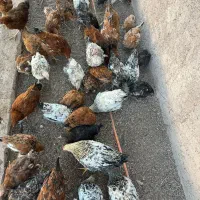 مرغ و خروس و غاز و قوغاز و اردک|حیوانات مزرعه|قزوین, |دیوار