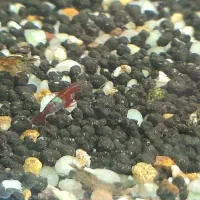 حراج شریمپ یا میگو|ماهی|دوگنبدان, |دیوار