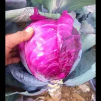 کلم برای دامداران