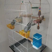 فروش دوعد عروس هلندی باقفس ولوازم غذا