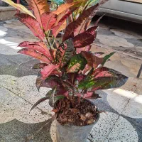 میخک ،هویا|گل و گیاه طبیعی|شیراز, شیخ روزبهان|دیوار