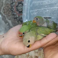 طوطی برزیلی سرلاکی|پرنده|قم, چهل درخت‎|دیوار