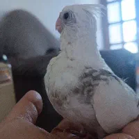 جوجه عروس هلندی البینو