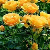 اجتماعی.همدردی