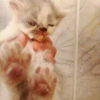 بچه گربه پرشین اصل|گربه|سبزوار, هویزه|دیوار