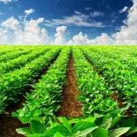 زمین هزار متری در برازجان درودگاه