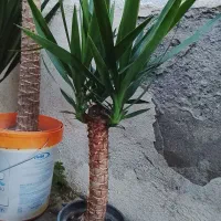 یوکا و بابا آدم قلبی|گل و گیاه طبیعی|آمل, |دیوار