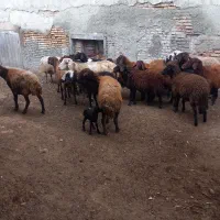 ۱۴عدد گوسفند دوعدد قوچ جوان یکی بره دار|حیوانات مزرعه|سیجوال, |دیوار