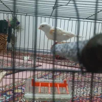 قناری ماده موزاییکی