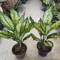 حراج گل آگلونما برفی خوش رشت|گل و گیاه طبیعی|قم, نیروگاه|دیوار