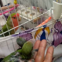 جفت کوتوله با جوجه با قفس