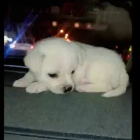 توله سگ اشپیتز معاوضه پخش ماشین