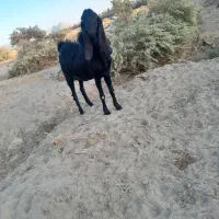 پاچن اصل نسل دار|حیوانات مزرعه|ریگ ملک, |دیوار