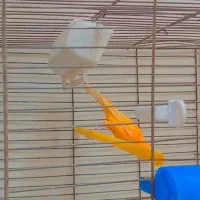 قناری خوبو|پرنده|مرودشت, مختارآباد|دیوار