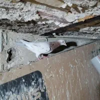 پرنده|پرنده|مشهد, قائم|دیوار