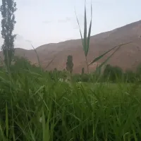 داوطلبانه