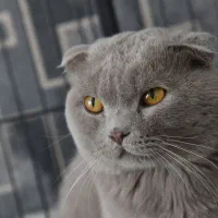 گربه اسکاتیش بریتیش