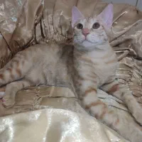 واگذاری بچه گربه