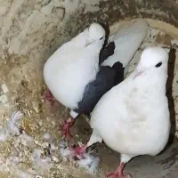 شونی|پرنده|چگنی, |دیوار