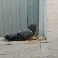 کبوتر اصفهانی|حیوانات|اصفهان, رهنان|دیوار