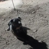 سگ پیتبول|سگ|بهارستان, |دیوار