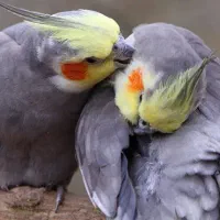 عروس هلندی جفت