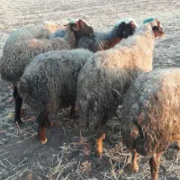 گوسفند