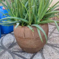 گلدان و گل|گل و گیاه طبیعی|ورامین, خیر آباد|دیوار