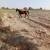 یک عدمادیون و یک کره ماده