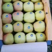 هرس کاری|خدمات باغبانی و درختکاری|ارومیه, |دیوار