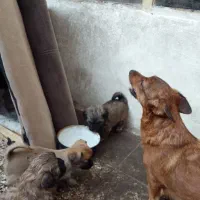 باسلام بدونه چونه یکی دومفت|سگ|دزپارت, |دیوار