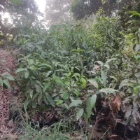 نهال انبه محلی رودان